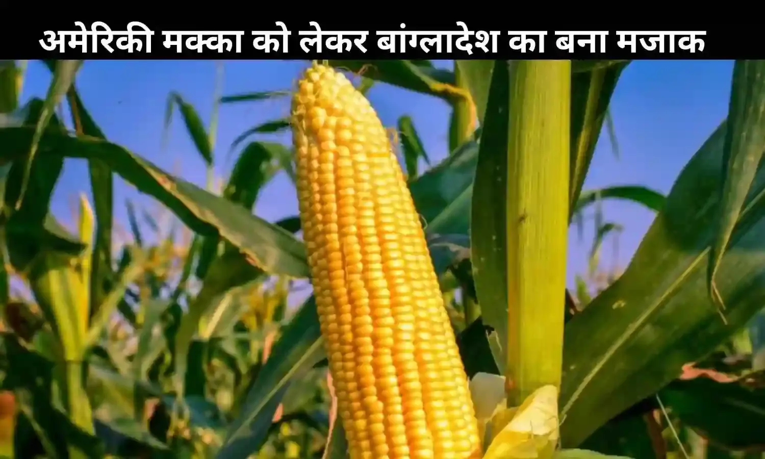 US Corn में Pig Manure का इस्तेमाल, सोशल मीडिया पर बांग्लादेश बना मजाक का पात्र