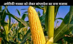 US Corn में Pig Manure का इस्तेमाल, सोशल मीडिया पर बांग्लादेश बना मजाक का पात्र