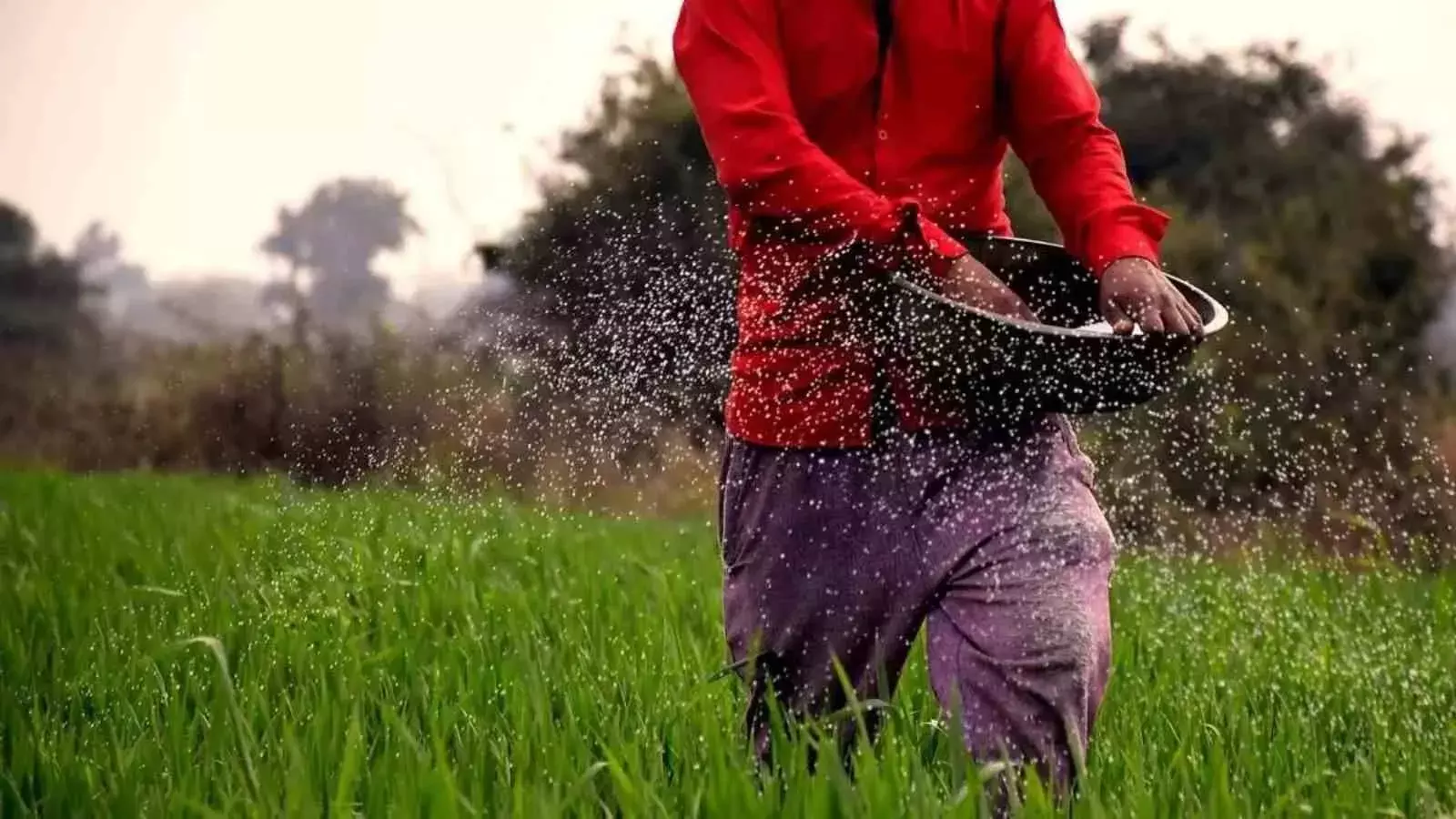 खाद पर सब्सिडी, प्रदूषण को बढ़ावा: हवा और पानी को जहर कैसे बना रही कृषि नीति?