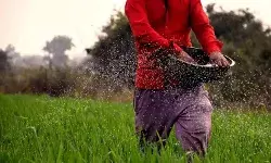 खाद पर सब्सिडी, प्रदूषण को बढ़ावा: हवा और पानी को जहर कैसे बना रही कृषि नीति?