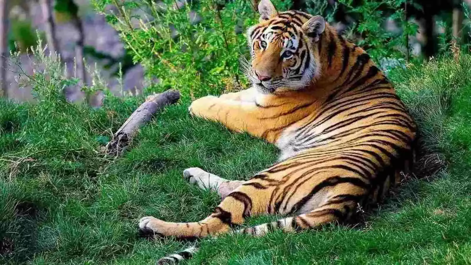 तेलंगाना में महाराष्ट्र से आए 5 बाघों के चलते हाई अलर्ट, वन विभाग ने बढ़ाई सतर्कता