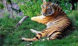 तेलंगाना में महाराष्ट्र से आए 5 बाघों के चलते हाई अलर्ट, वन विभाग ने बढ़ाई सतर्कता