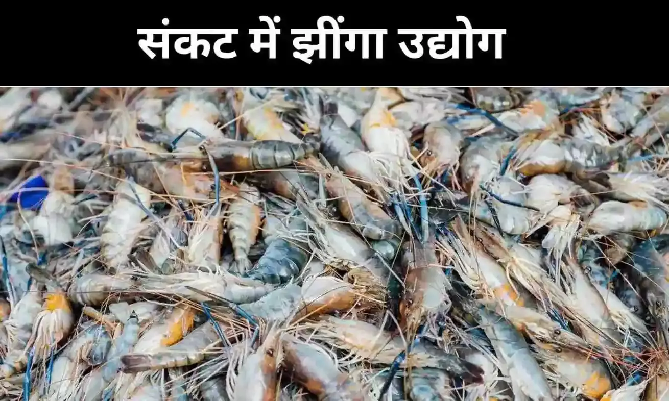 झींगा निर्यात को सहारा, लेकिन किसानों तक नहीं पहुंची पा रही राहत