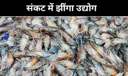 झींगा निर्यात को सहारा, लेकिन किसानों तक नहीं पहुंची पा रही राहत