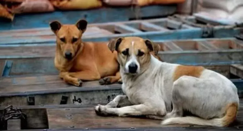 यूपी में आवारा कुत्तों के लिए हर ज़िले में एबीसी सेंटर और शेल्टर होम