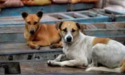 यूपी में आवारा कुत्तों के लिए हर ज़िले में एबीसी सेंटर और शेल्टर होम