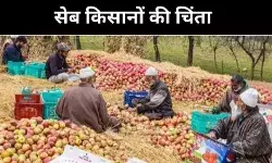 भारत-अमेरिका डील के बाद सस्ते आयात की आहट, सेब किसानों के अस्तित्व पर संकट