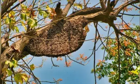 मधुमक्खियों के झुंड ने एक आदमी को मार डाला, 9 अन्य लोग घायल हो गए