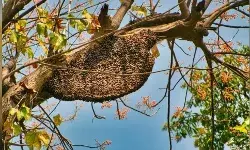 मधुमक्खियों के झुंड ने एक आदमी को मार डाला, 9 अन्य लोग घायल हो गए