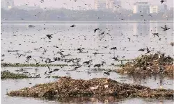 हैदराबाद की हुसैन सागर झील हुई पीली-हरी, बदबू की वजह से कतराने लगे सैलानी