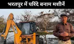 राजस्थान के केवला देव पार्क में परिंदे बनाम बुलडोजर, पर्यटक भी नाराज