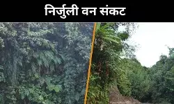 अरुणाचल प्रदेश के निर्जुली पर कंक्रीट का कब्जा, 20 साल में 17% जंगल खत्म