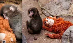 बेबी बंदर पंच-कुन और ओरा-मां: खिलौने में ममता तलाशती एक अधूरी जिंदगी