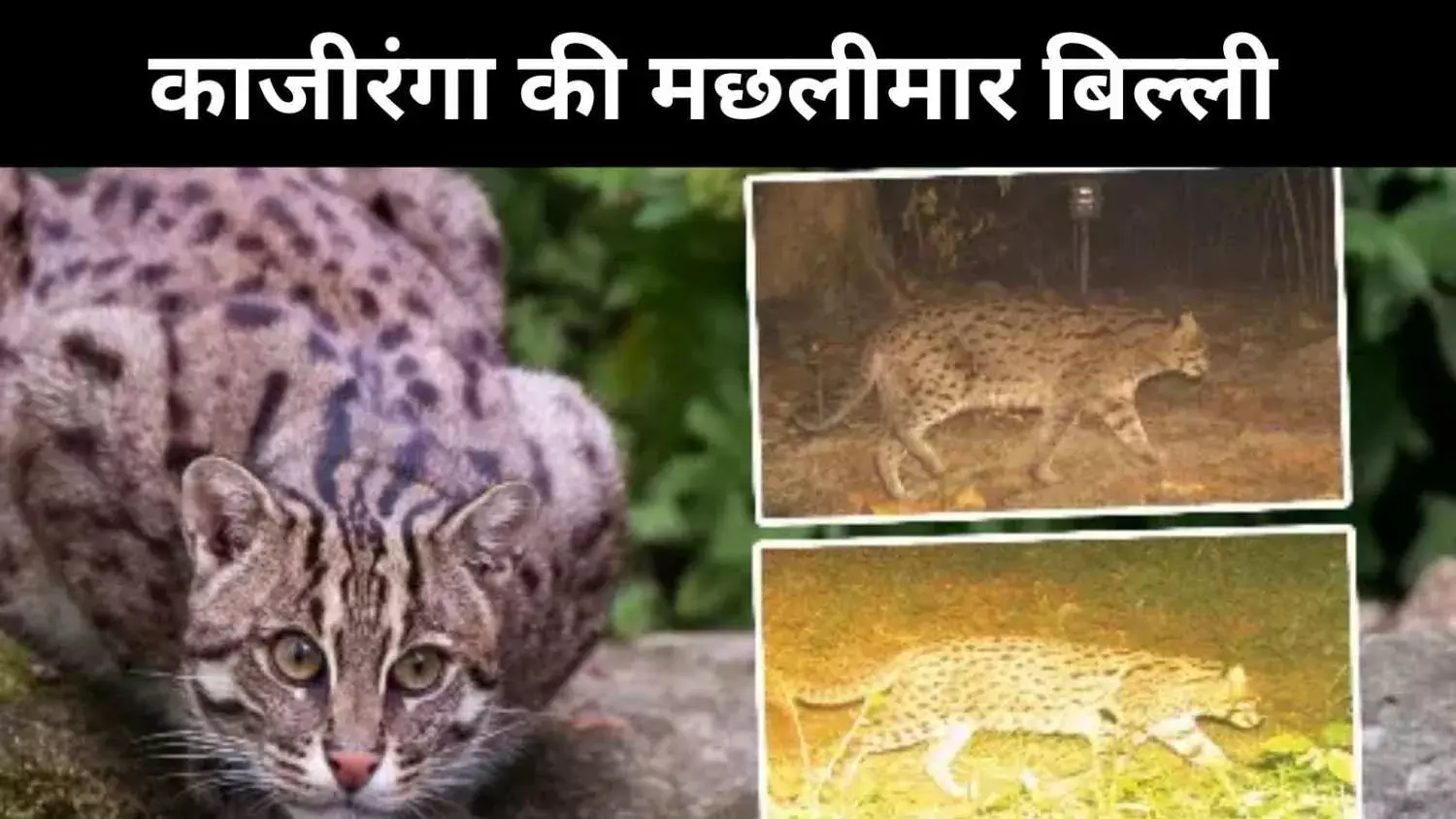 काजीरंगा बना जैव विविधता का अनोखा संसार, गैंडे से ‘मेसेका’ तक