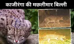 काजीरंगा बना जैव विविधता का अनोखा संसार, गैंडे से ‘मेसेका’ तक