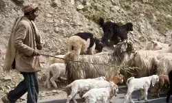 हिमाचल की गद्दी भाषा पर पहली विस्तृत व्याकरण पुस्तक प्रकाशित