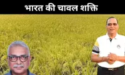 AI और नई तकनीक से बासमती में उछाल, 2050 तक 3 करोड़ टन निर्यात का अनुमान