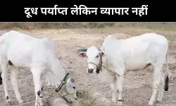 यहां मुफ्त मिलता है दूध-दही, 400 साल से नहीं टूटी गांव की परंपरा