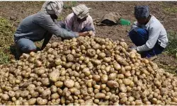 यूपी में आलू की बंपर पैदावार के बावजूद सस्ते दामों से जूझ रहे किसान