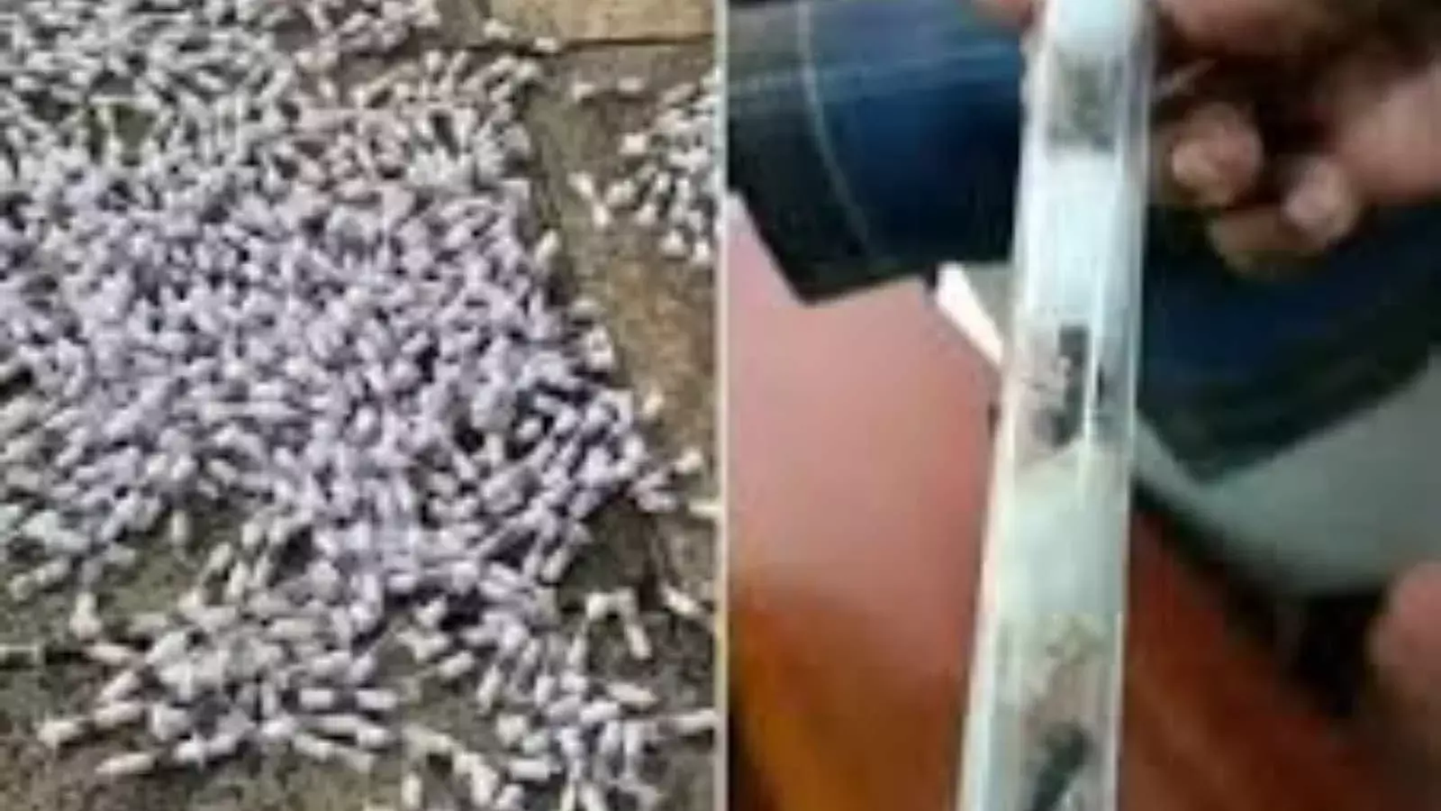 केन्या में रानी चींटी की तस्करी का खुलासा, एक की कीमत 20 हजार रुपये तक