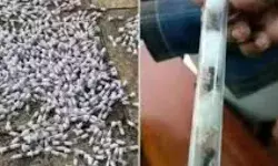 केन्या में रानी चींटी की तस्करी का खुलासा, एक की कीमत 20 हजार रुपये तक