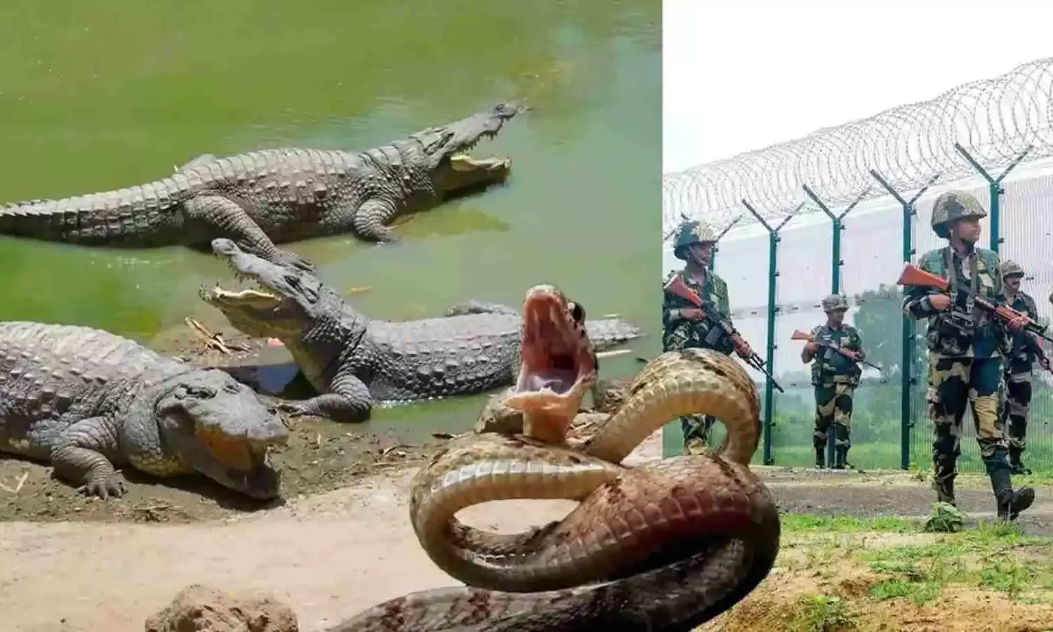 बांग्लादेश सीमा पर घुसपैठ रोकने को तैनात होंगे मगरमच्छ और सांप