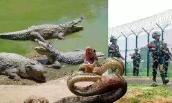 बांग्लादेश सीमा पर घुसपैठ रोकने को तैनात होंगे मगरमच्छ और सांप
